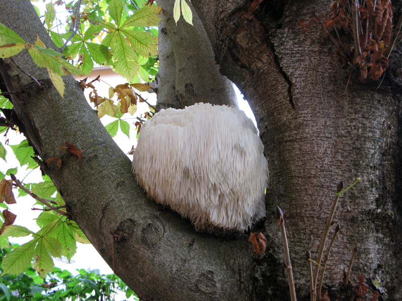 Hericium erinaceum